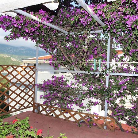 Apartment Sandra Budva Oda fotoğraf