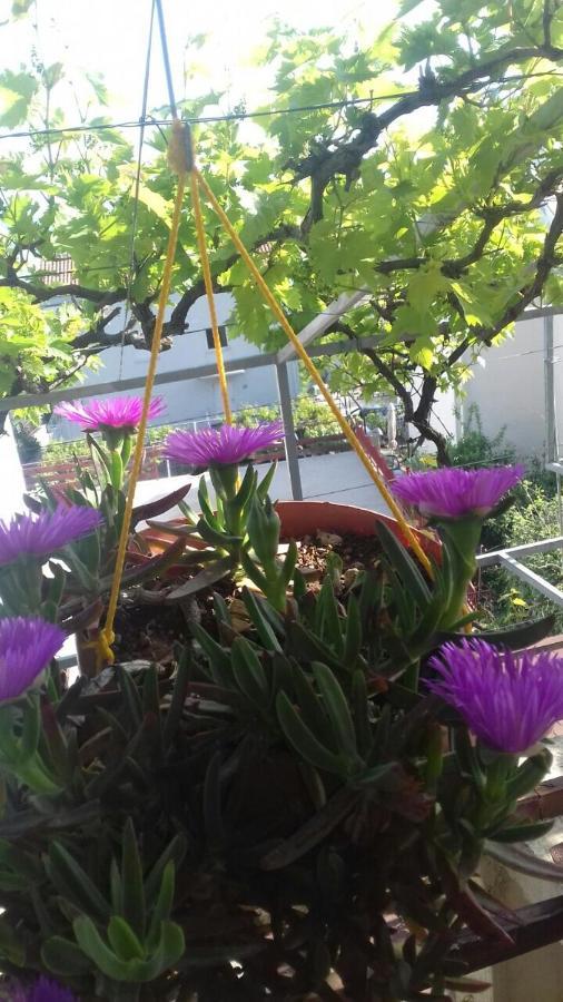 Apartment Sandra Budva Dış mekan fotoğraf